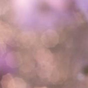 Meet your Posher,Lilly